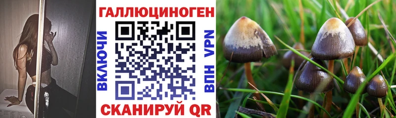 где найти   Тольятти  Псилоцибиновые грибы MAGIC MUSHROOMS 